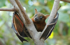 You won't see one of these Fruit Bats in Train Wood, but you will hear about the local bats!